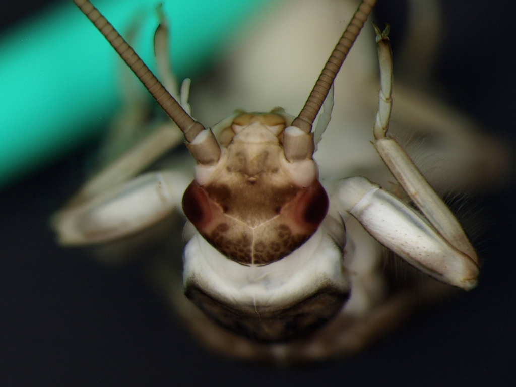 Rhabdiopteryx acuminata